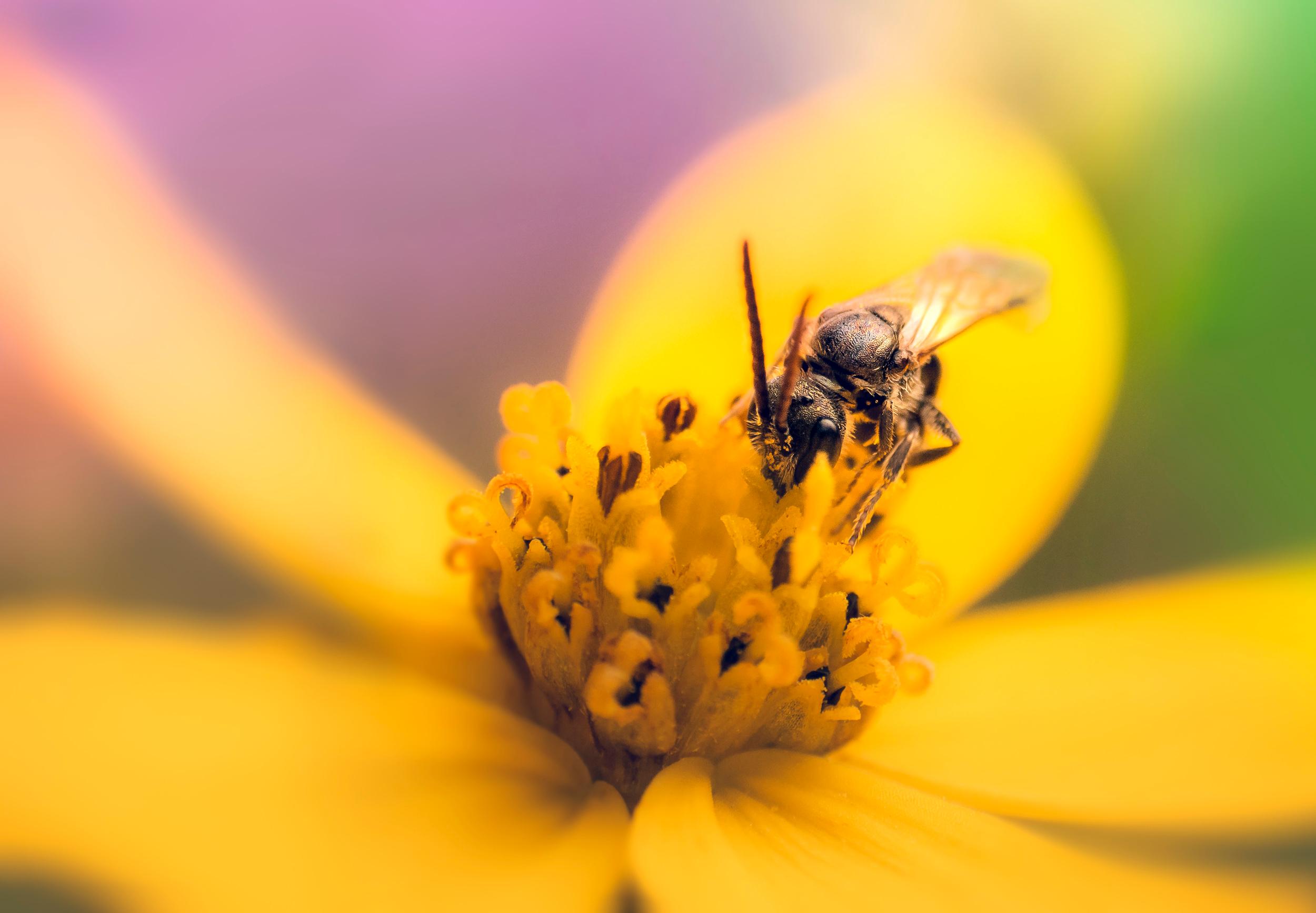 Petite Abeille