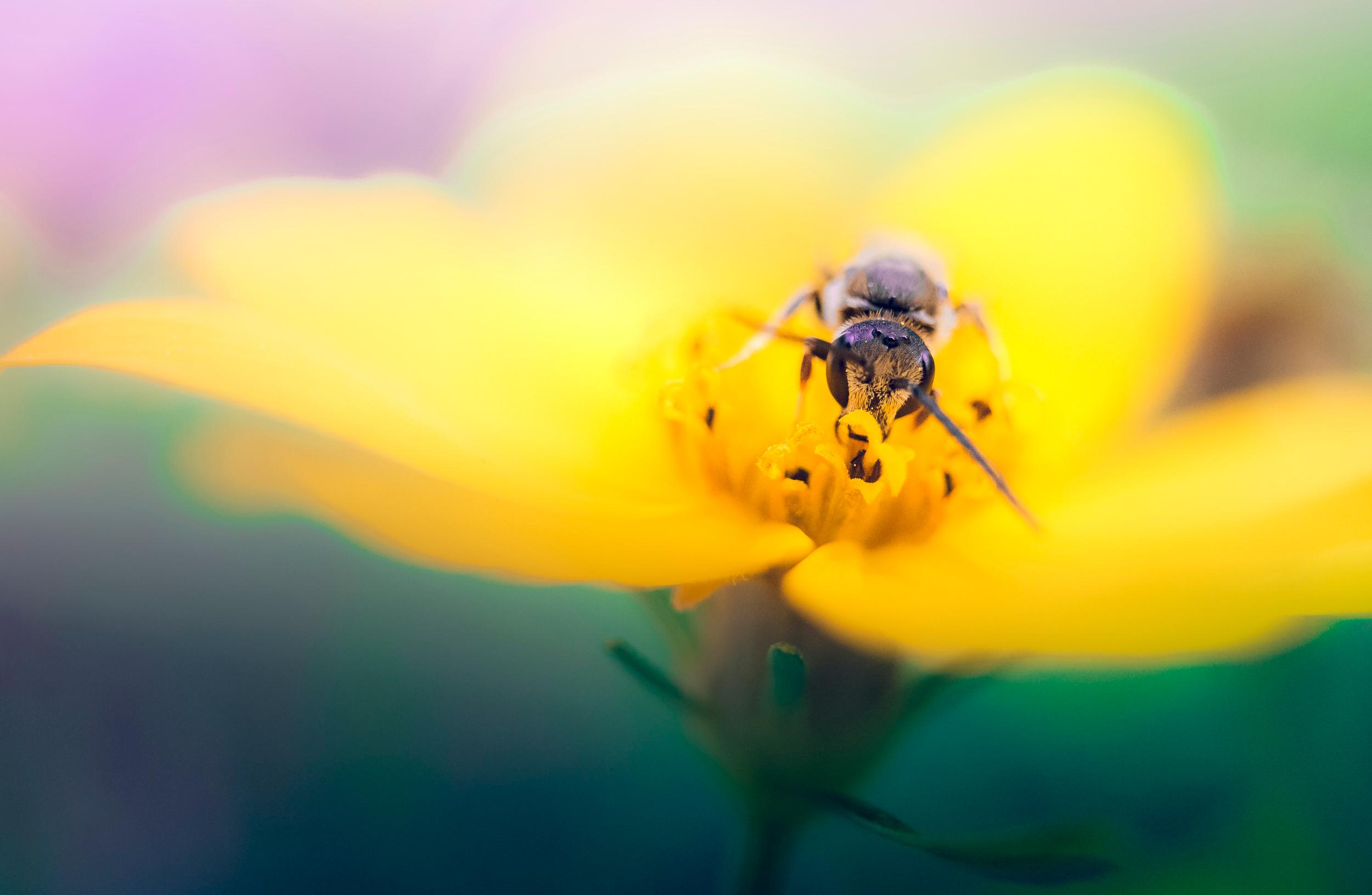 Bee