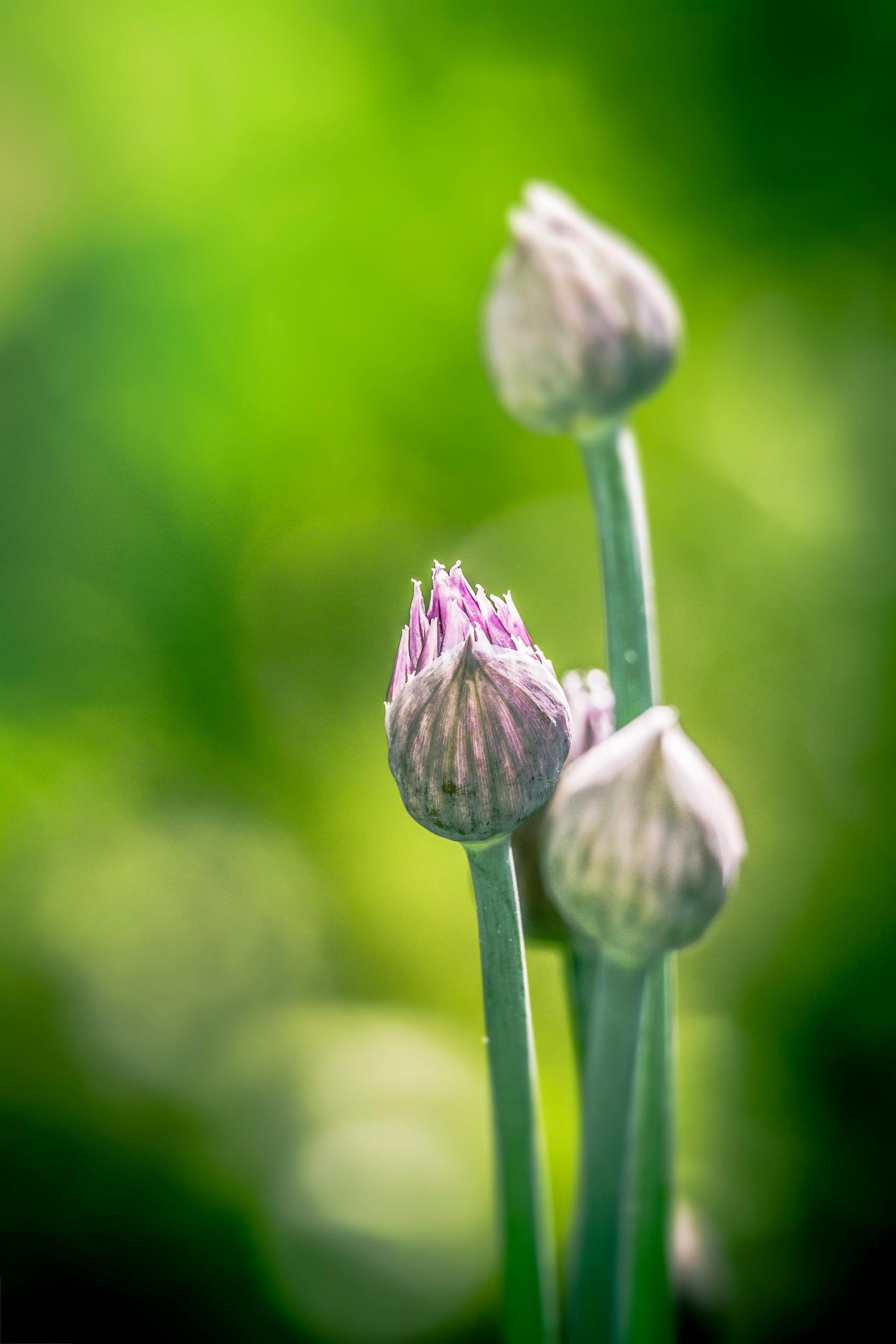 Fleurs de Ciboulette