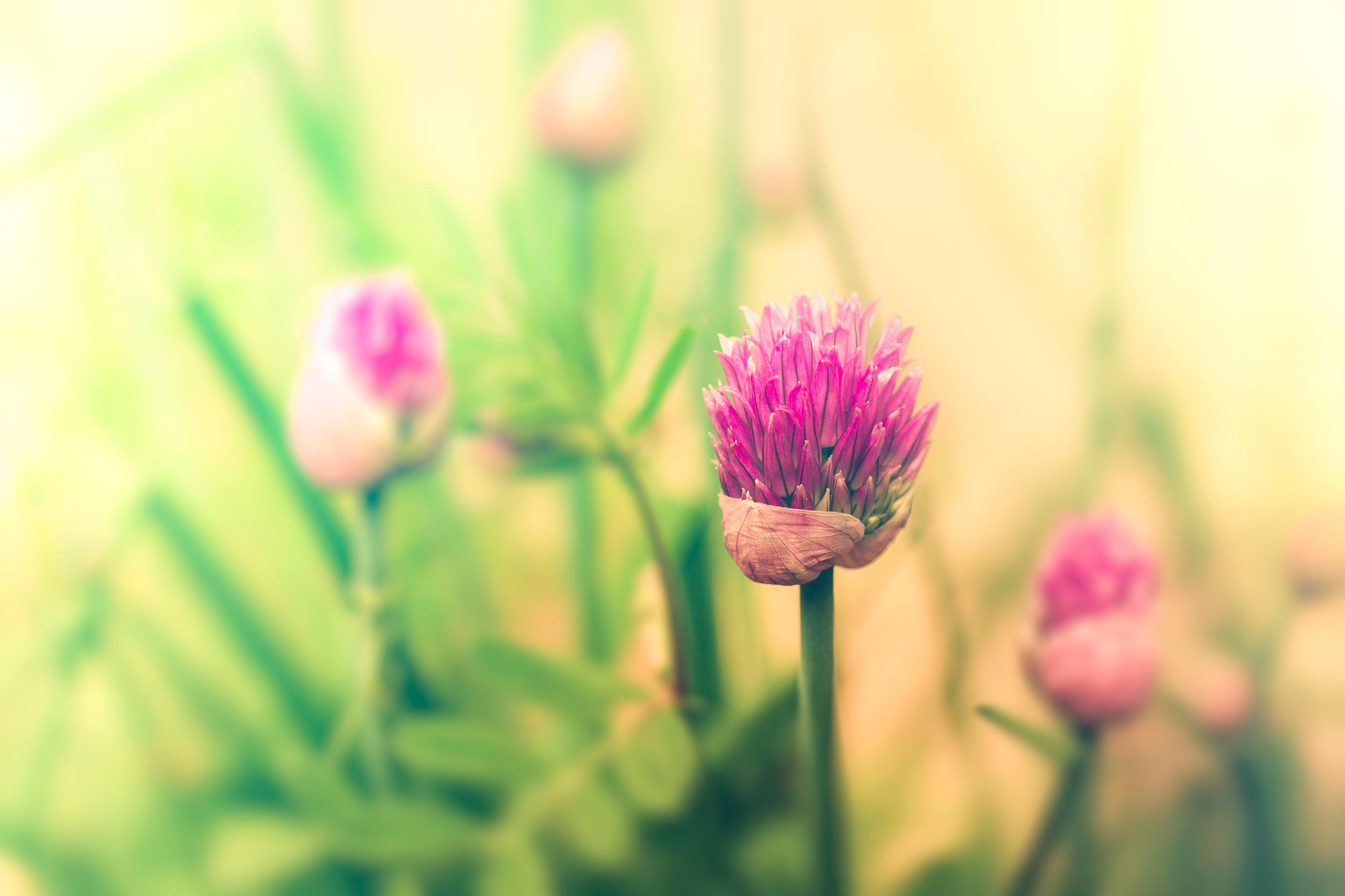 Fleurs de Ciboulette