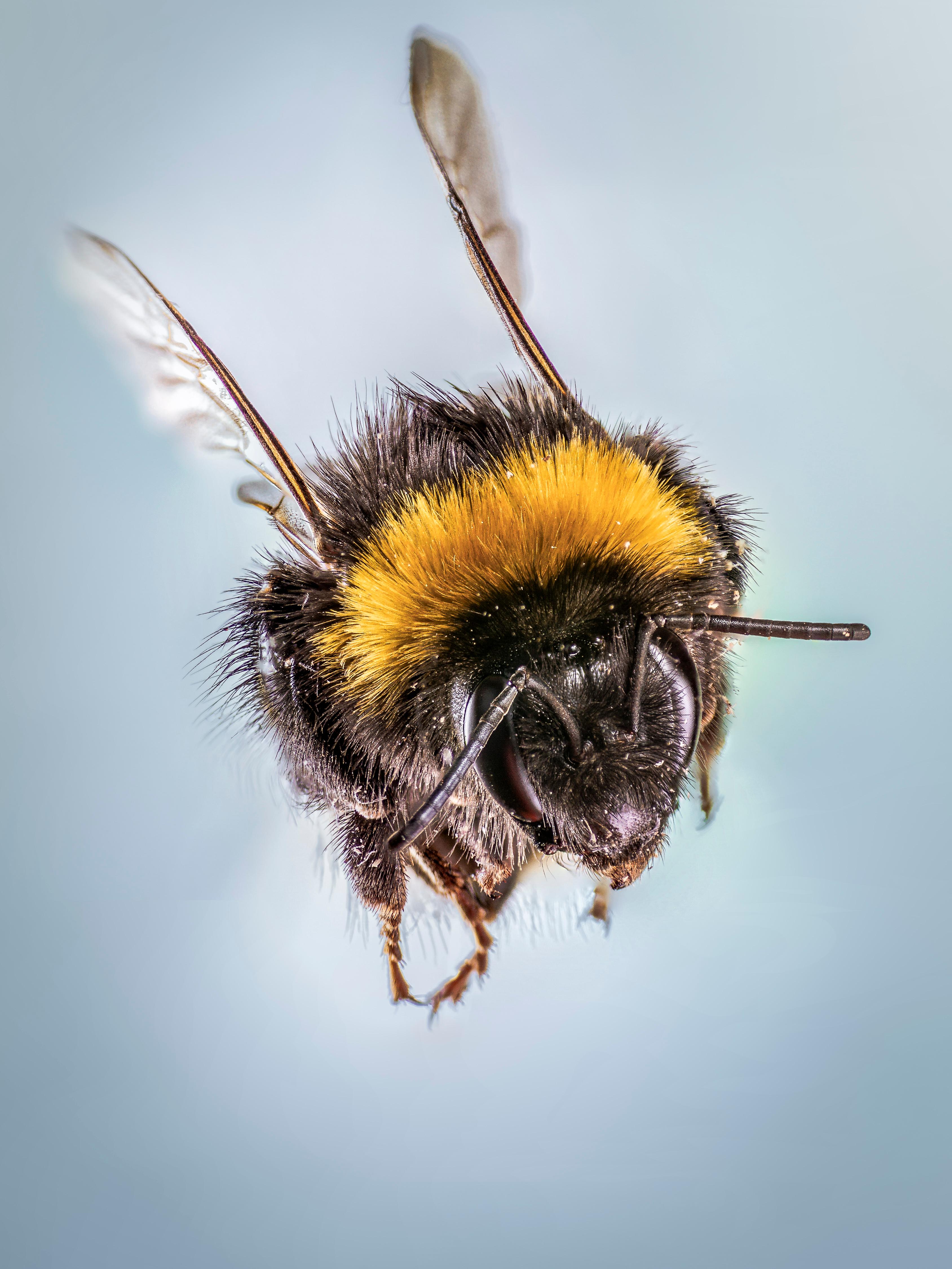 Focus stacking - Bourdon