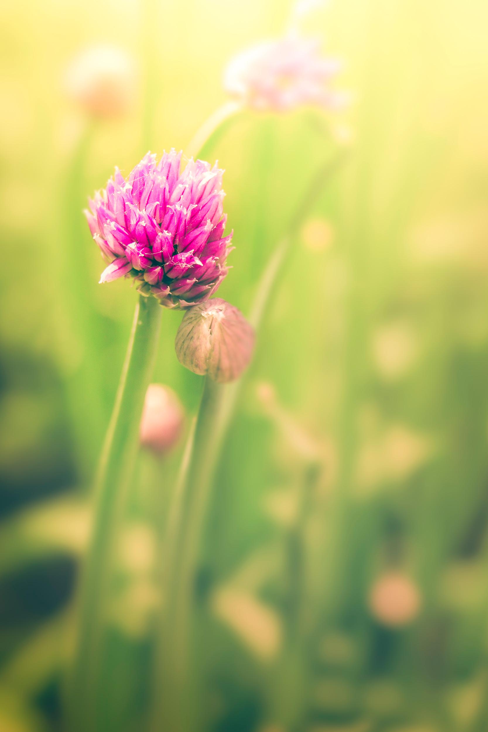 Fleurs de Ciboulette