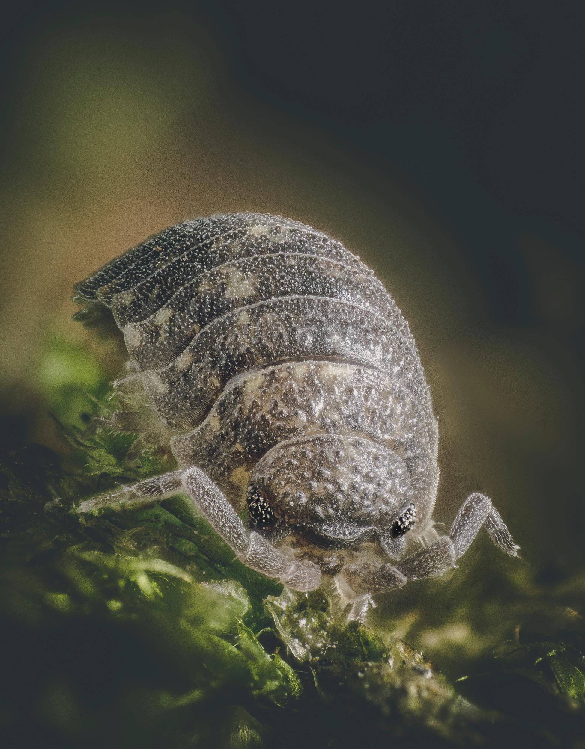 Focus stacking - Cloporte rugueux - Porcellio scaber