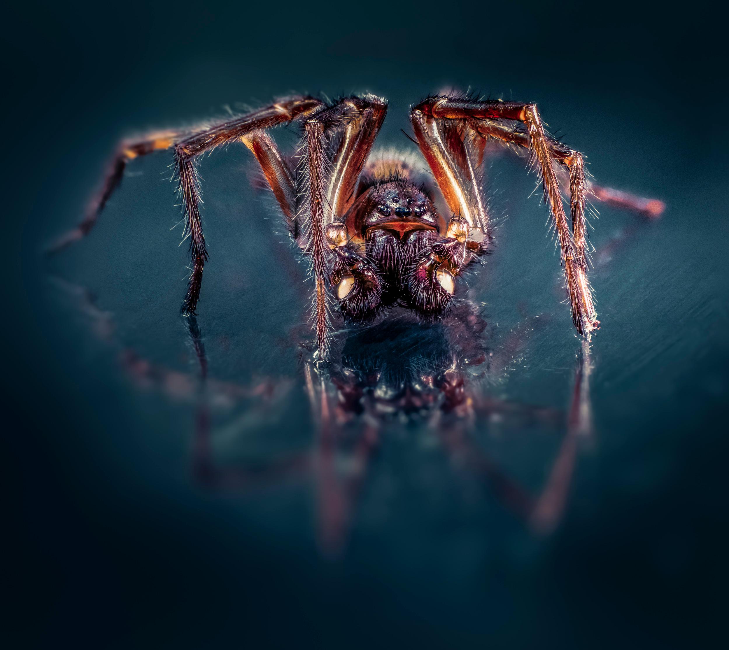 Stack d'araignée vivante